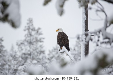 Bald Eagle surveying the scene in snowy woodland, in Yellowstone National Park. Winter in Hayden Valley, near West Yellowstone, Montana, USA.