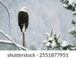 A Bald Eagle Surveys its Winter Territory in Yellowstone National Park