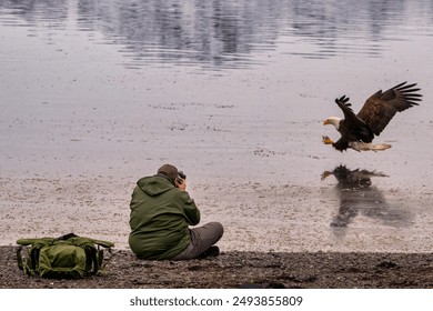 A bald eagle swoops in to catch a fish in front of a photographer near Homer Alaska