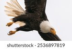 A Bald Eagle swoops in for lunch on Adak Island