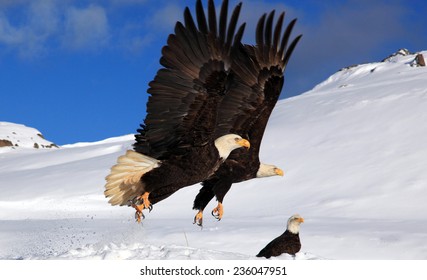 Bald Eagle Synchronized Flight