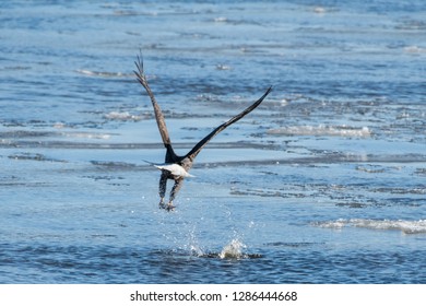 Bald Eagle taking a fish
