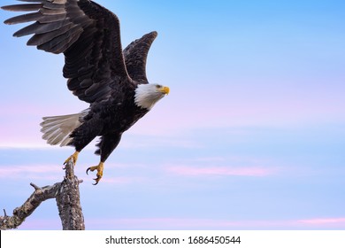 A Bald Eagle Taking Flight