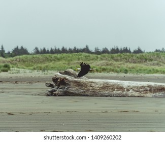 Bald Eagle taking off from perch on a stump at a beach in Ocean Shores Washington State USA