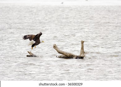 Bald Eagle taking off from it's perch.