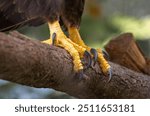 Bald Eagle talons closeup from a zoo in Georgia.