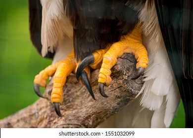 Bald Eagle Talons And Foots