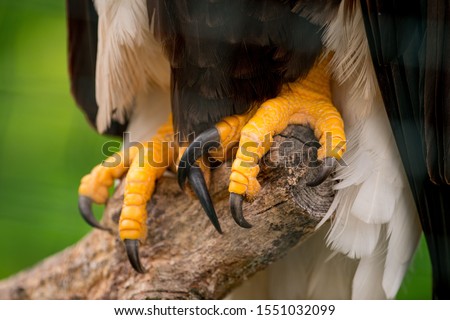 bald eagle talons and foots