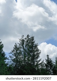 Bald eagle at the top of a tree, Quebec, Canada.