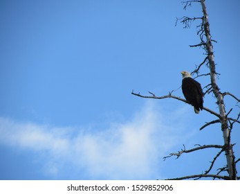 A bald eagle in a tree