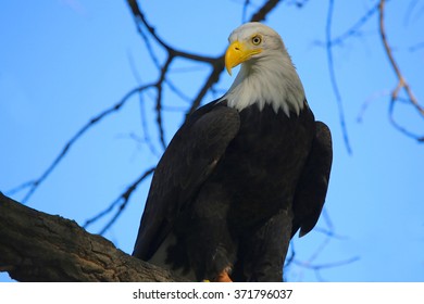 Bald Eagle in tree