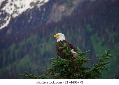 Bald eagle in tree in British Columbia Canada