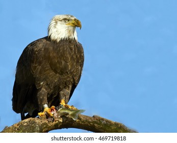 Bald Eagle in Tree with Fish