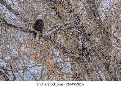 Bald Eagle In Tree Jackson Hole Wyoming Nature Preserve 