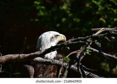 Bald Eagle in the Trees
