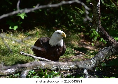 Bald Eagle in the Trees