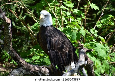 Bald Eagle in the Trees