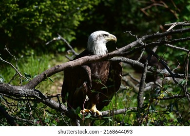 Bald Eagle in the Trees