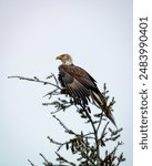 Bald Eagle in treetoo

May 2924
Chiliwack, Canada (BC)