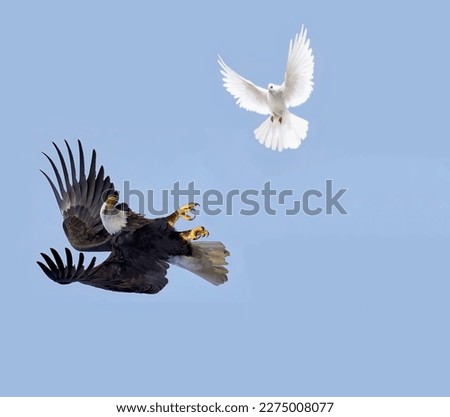The bald eagle, turning its back down in the air, is fighting with a white dove