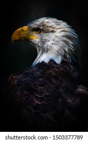 Bald Eagle view from the side