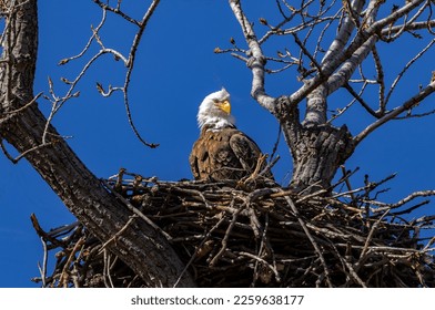 A Bald Eagle watches over its nest. - Powered by Shutterstock