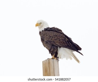 Bald Eagle - With White Background, Colorado