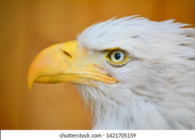 Bald Eagle White And Black Bird. His Beak Is Yellow.