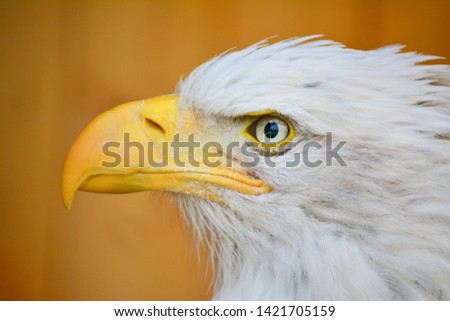 Bald Eagle white and black bird. His beak is yellow.