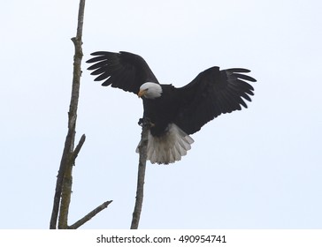 Bald Eagle (wings outstretched)