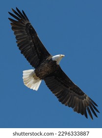Bald Eagle with wings spread while flying