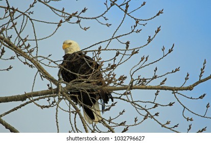 bald eagle/eagle in a tree/perched bald eagle
