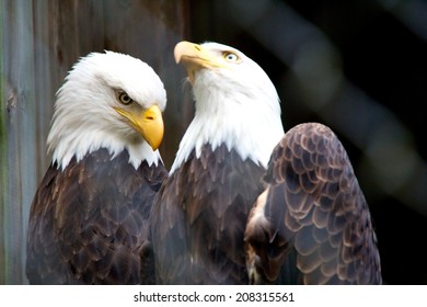 Bald Eagles