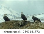 Bald Eagles, Adak Island, Aleutian Chain, Alaska