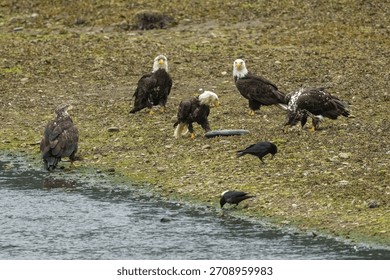 Bald eagles and American crows on a beach eating salmon