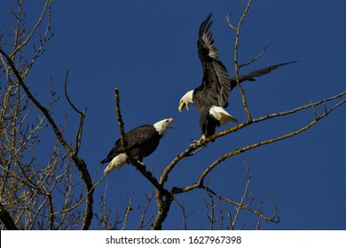 Bald eagles behave with territorial aggression at treetop on Sauvie Island in Oregon