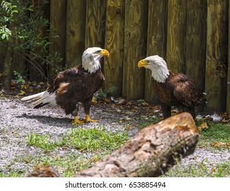 Bald Eagles communicating.