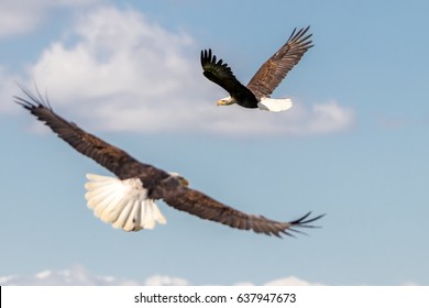 Bald Eagles in Flight