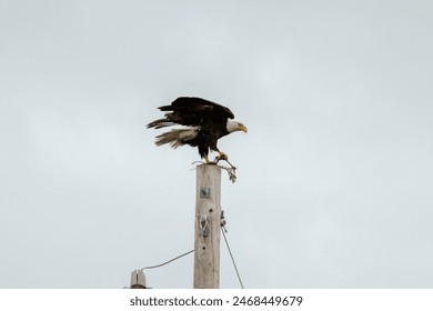 Bald Eagles flying in the Sky