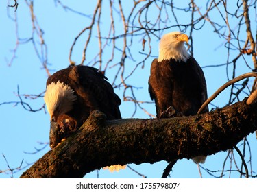 Bald Eagles In Haines Alaska