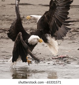 Bald Eagles in Haines Alaska