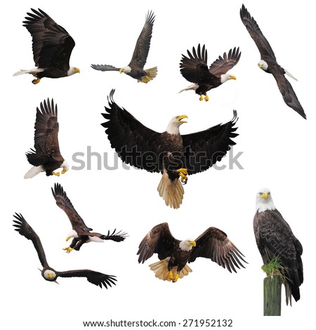 Bald eagles isolated on the white background.