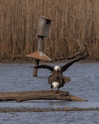 Bald Eagles Mating On A Log