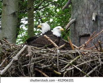 Bald Eagles in a nest
