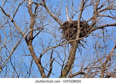 Bald Eagle's next in a cottonwood tree
