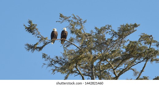 Bald Eagles North Oregon Coast Animalswildlife Nature