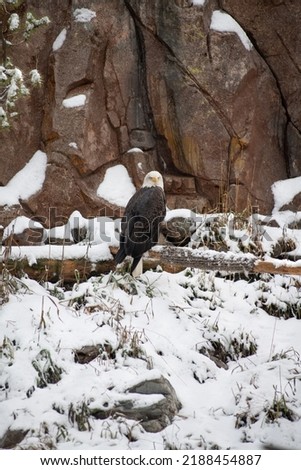 Similar – Image, Stock Photo wait in square Winter