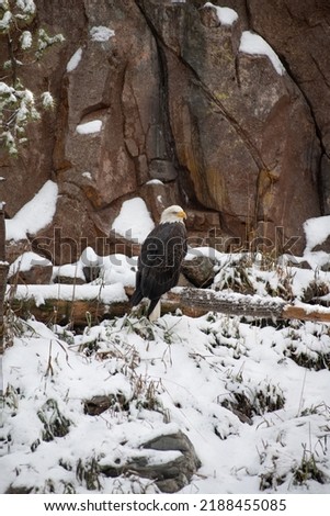 Similar – Image, Stock Photo wait in square Winter