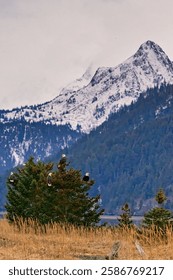 The Bald Eagles perched on a tree near Homer, Alaska