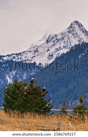 The Bald Eagles perched on a tree near Homer, Alaska